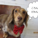 まんまる目ミニチュアダックス