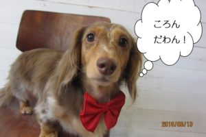 まんまる目ミニチュアダックス