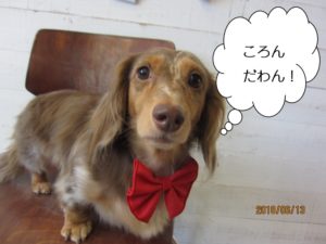 まんまる目ミニチュアダックス