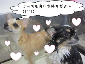 シャンプー中チワワ