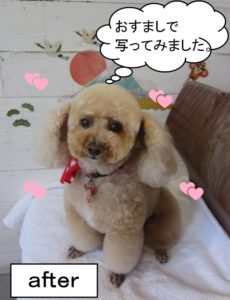 おすましトイプードル