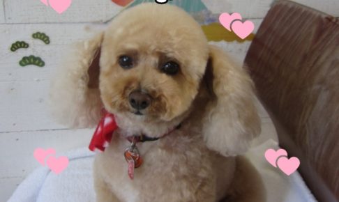 おすましトイプードル