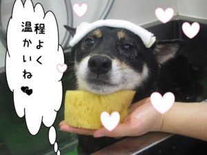 スパ中柴犬