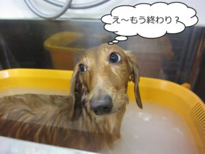 スパ中ミニチュアダックス