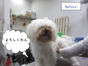 カット前マルチーズ