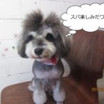 おすましMシュナ