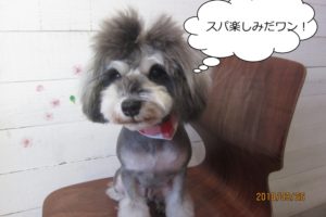 おすましMシュナ