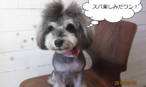 おすましMシュナ