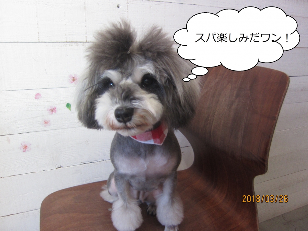 おすましMシュナ