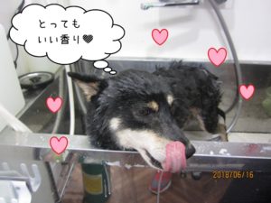 シャンプー中柴犬
