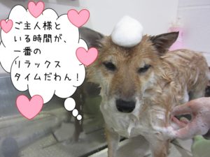 シャンプー中柴犬