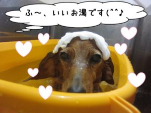 スパ中ミニチュアダックス