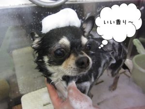 シャンプー中チワワ