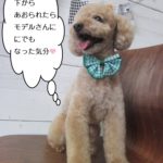 下からトイプードル