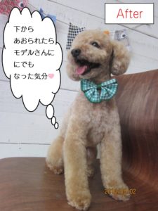 下からトイプードル