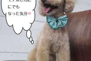 下からトイプードル