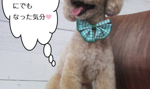 下からトイプードル