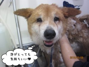 シャンプー中柴犬