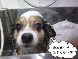 シャンプー中パピヨン