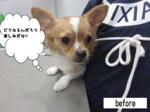 カット前チワワ