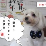 大満足マルチーズ