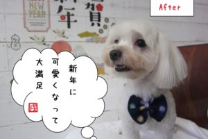 大満足マルチーズ