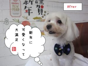 大満足マルチーズ