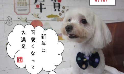 大満足マルチーズ