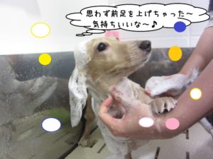 シャンプー中ミニチュアダックス