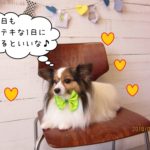 くつろぎパピヨン