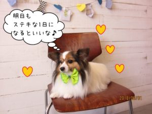 くつろぎパピヨン