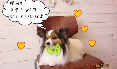 くつろぎパピヨン