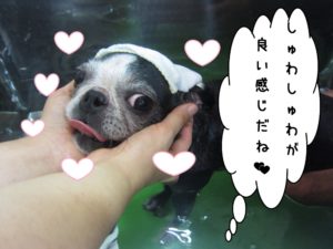 スパ中ボストンテリア