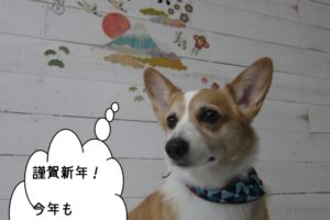謹賀新年コーギー