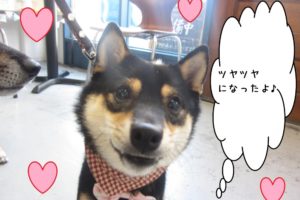 微笑み柴犬