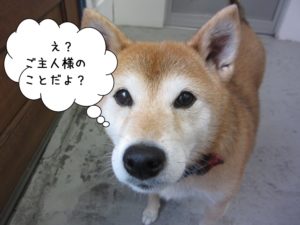 施術後柴犬