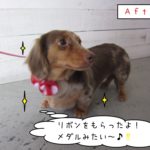 横顔ミニチュアダックス