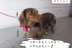 横顔ミニチュアダックス