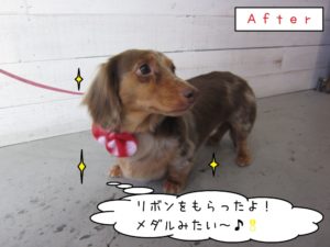 横顔ミニチュアダックス