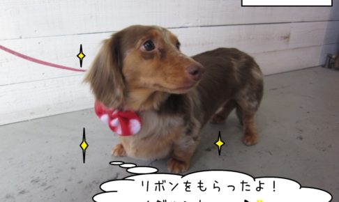 横顔ミニチュアダックス