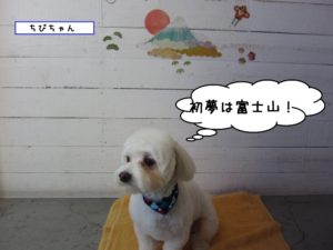 施術後マルチーズ