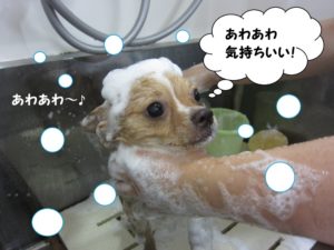 シャンプー中チワワ