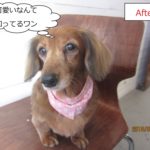 おすましミニチュアダックス