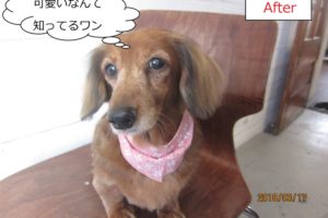 おすましミニチュアダックス