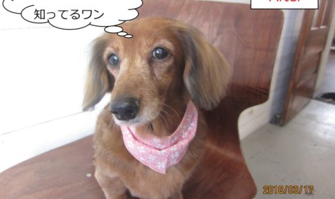 おすましミニチュアダックス