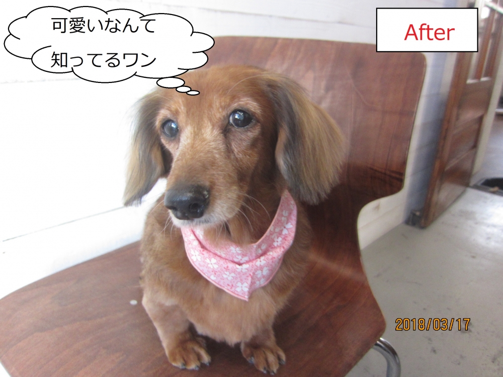 おすましミニチュアダックス