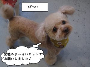 カット後トイプードル