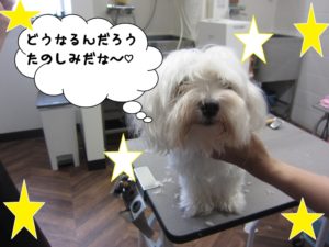 カット前マルチーズ