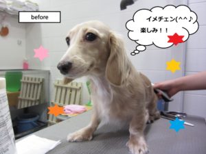 カット前ミニチュアダックス