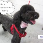 笑顔黒トイプードル